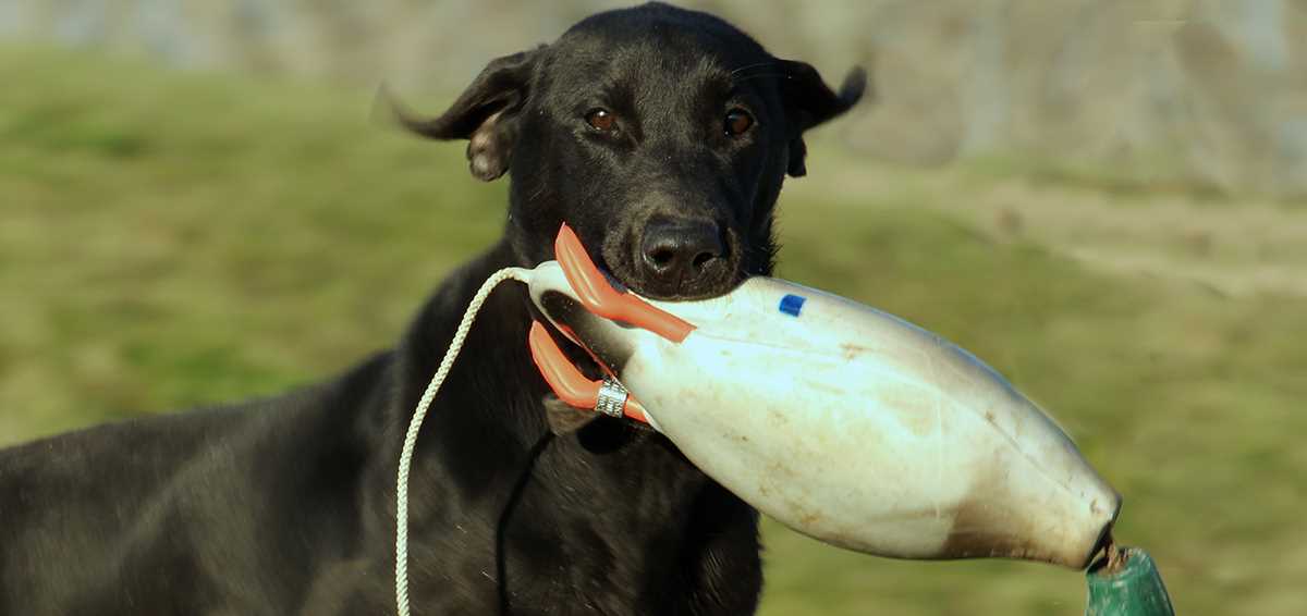 can you train a older dog to hunt