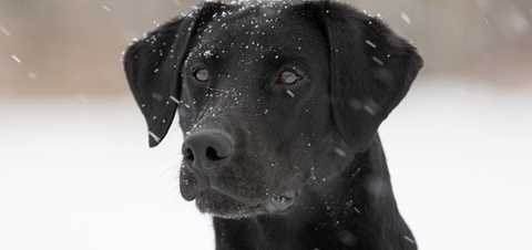 how cold freezing cold can feet labrador retriever