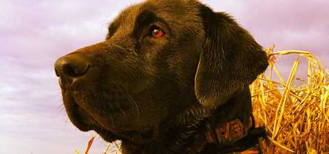 Retriever Training | Ducks Unlimited