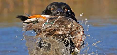 small duck hunting dogs