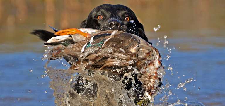 portuguese water dog hunting