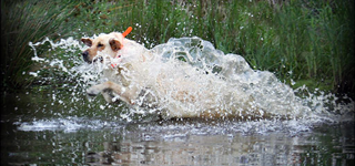 River Dogs