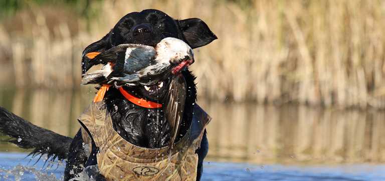 dog with duck in mouth