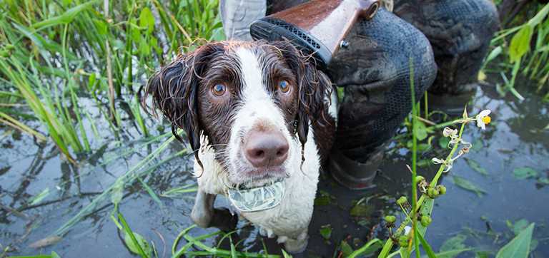 7 Retriever Training Secrets