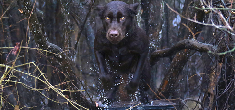 best dual purpose hunting dog