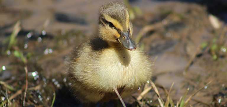 Ducklings And Goslings,Chameleon Care