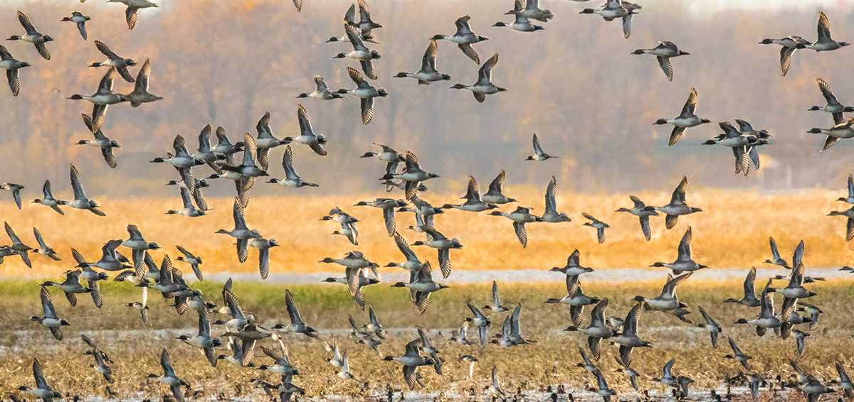 Reading Ducks | Ducks Unlimited