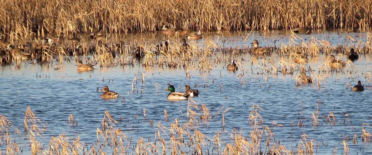 Waterfowl Renesting | Ducks Unlimited