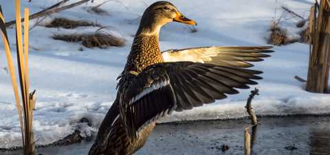 Understanding Waterfowl: Cross-Seasonal Effects