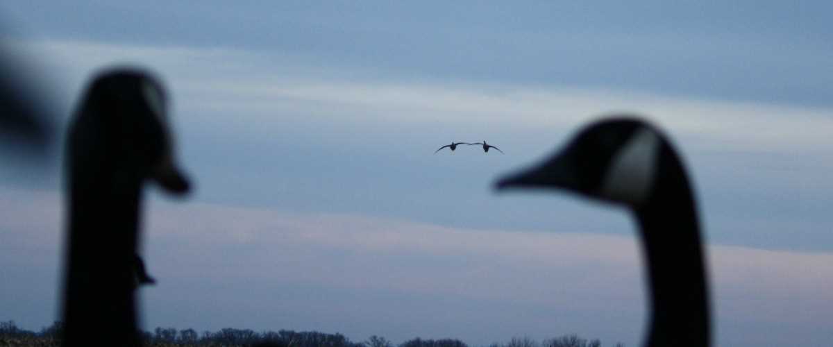 Decoy Strategies for Geese | Ducks Unlimited