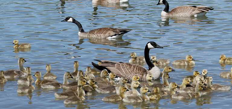 Understanding Waterfowl Beaver Ponds And Breeding Ducks,Domesticated Red Fox Pets