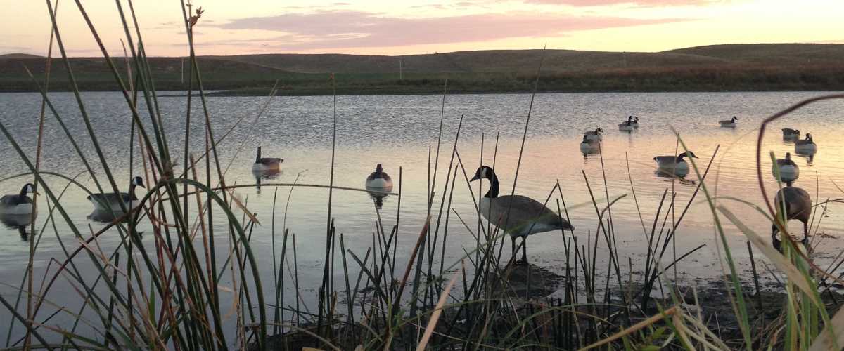 Five Deadly Goose Spreads | Ducks Unlimited