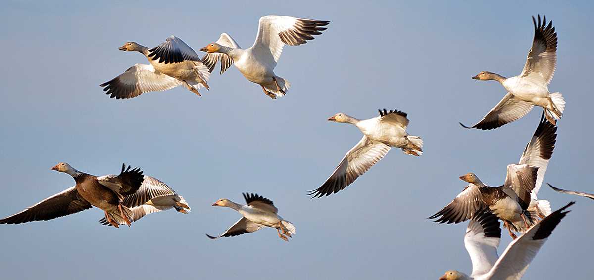 10 Decoying Tips for Light Geese | Ducks Unlimited