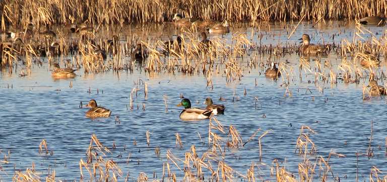 Waterfowl Habitat