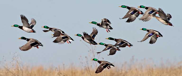 Where Alabama's Ducks Come From