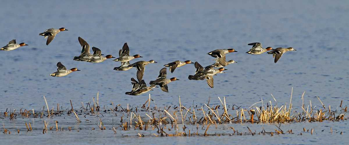 Waterfowl Fall Migration | Ducks Unlimited