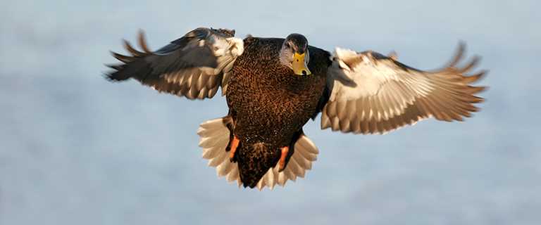 Understanding Waterfowl Tracking The Black Duck