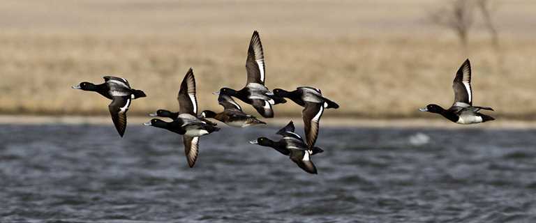 Where Massachusetts' Ducks Come From