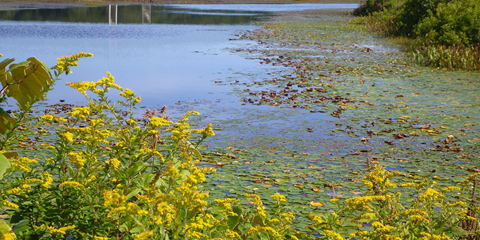DU improves 200 acres of public recreational wetland access