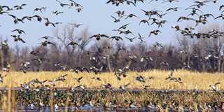 What does Ducks Unlimited Canada do with the proceeds from print sales?
