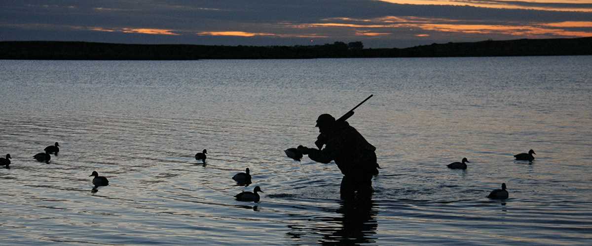 Five Great Public Waterfowling Destinations In Pacific Flyway | Ducks ...