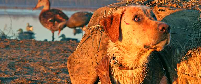 Duck Blind Etiquette