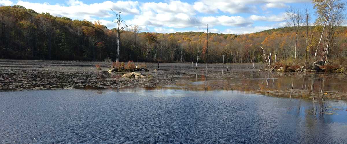 Connecticut Marsh Restoration To Benefit Wildlife