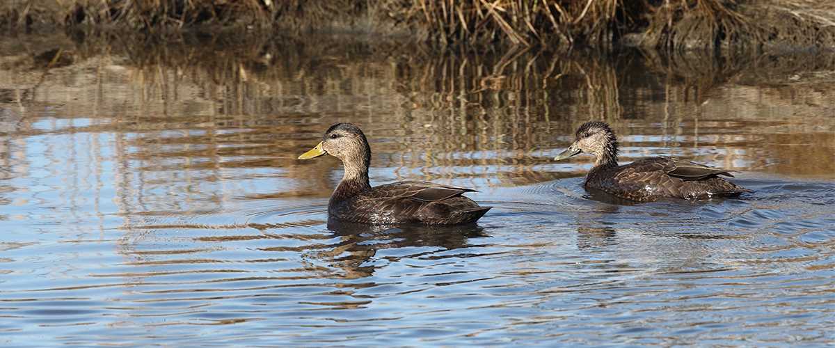 Black Duck Habitat Bolstered in Maryland