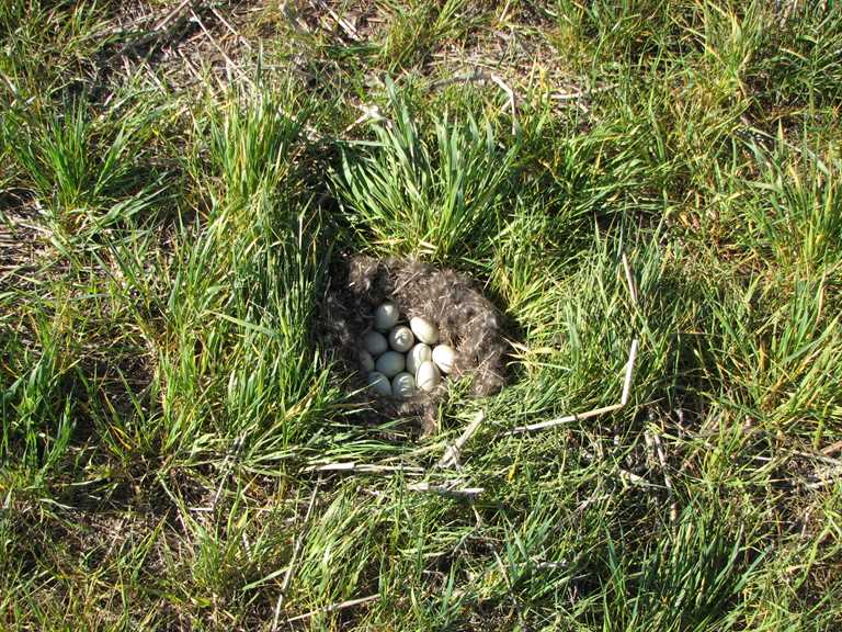 Research begins on cover crops and waterfowl nesting