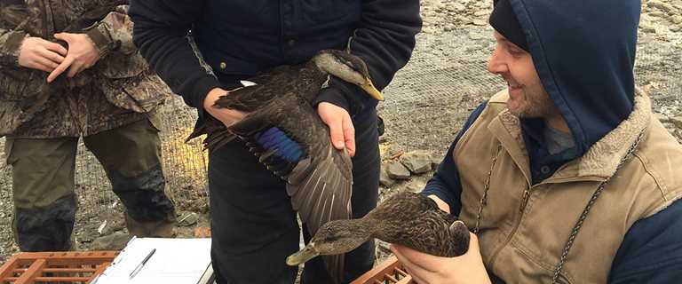 SUNY students and DU staff place transmitters on black ducks in 2016.