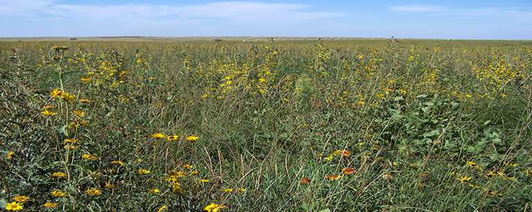 Wildlife Conservation Society Climate Adaptation Fund grant is helping DU restore 647 acres of South Dakota grassland and 62 wetland basins.