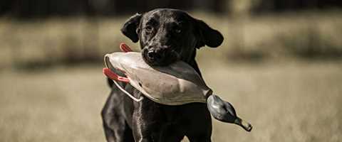 Retriever Training | Ducks Unlimited