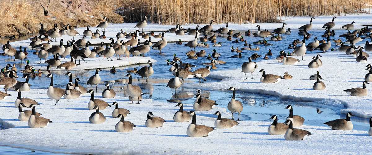 Waterfowl in Winter | Ducks Unlimited