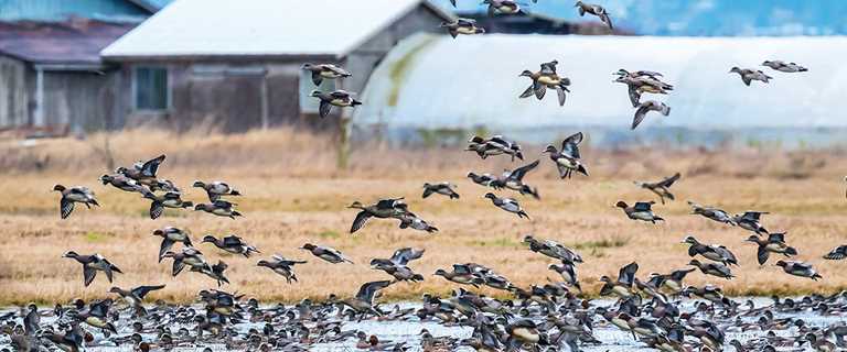 Several species of waterfowl gather on a flooded pasture in western Washington.