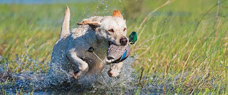 duck dog training