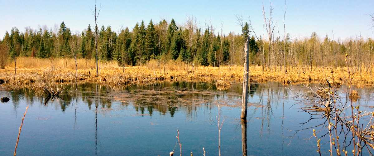 Wetland Restoration Bills Move to Michigan Senate