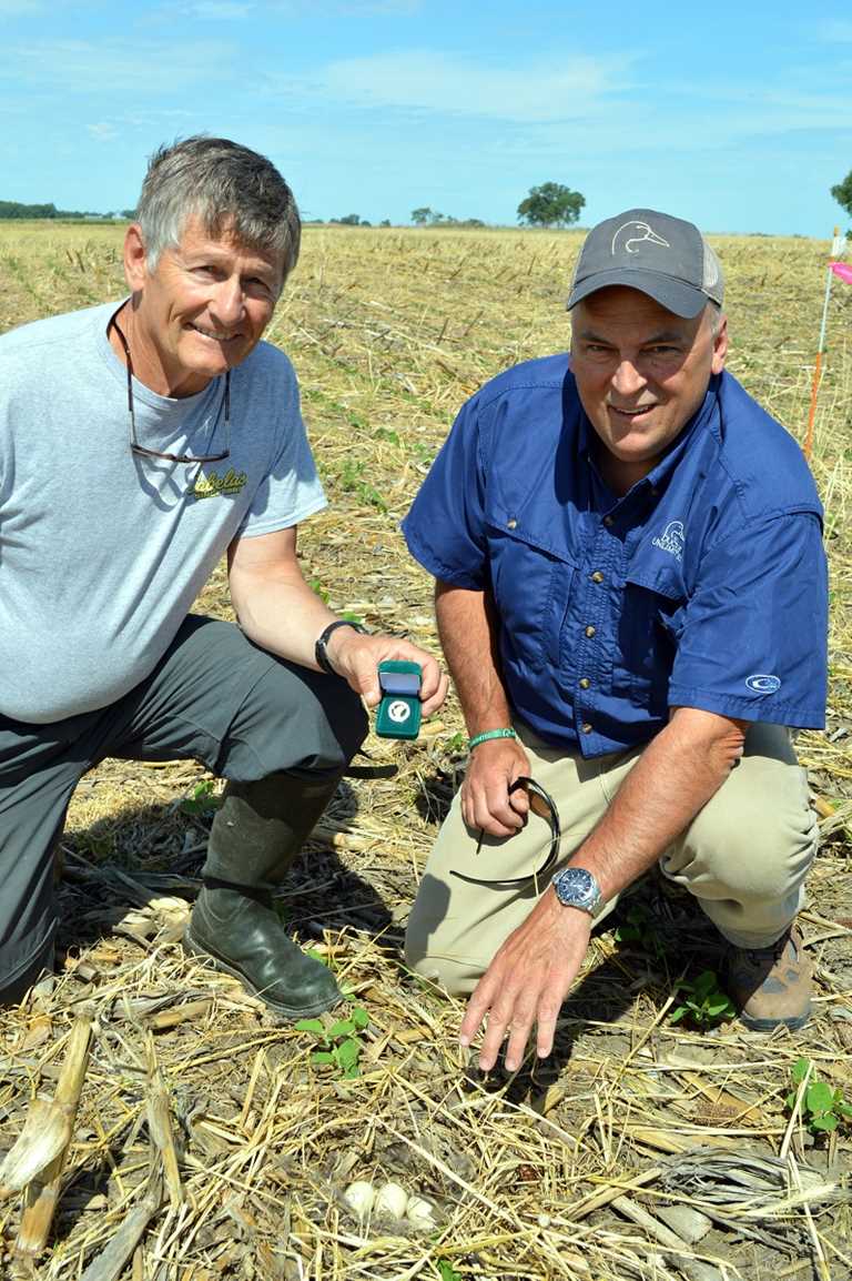 Dr. Jerry Moench (left) and Terry Kostinec, DU director of development, examine a duck nest in a cover crop field planted to soybeans.