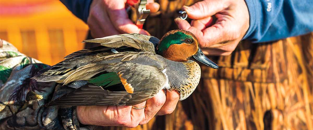 How the Seasons Are Set Ducks Unlimited