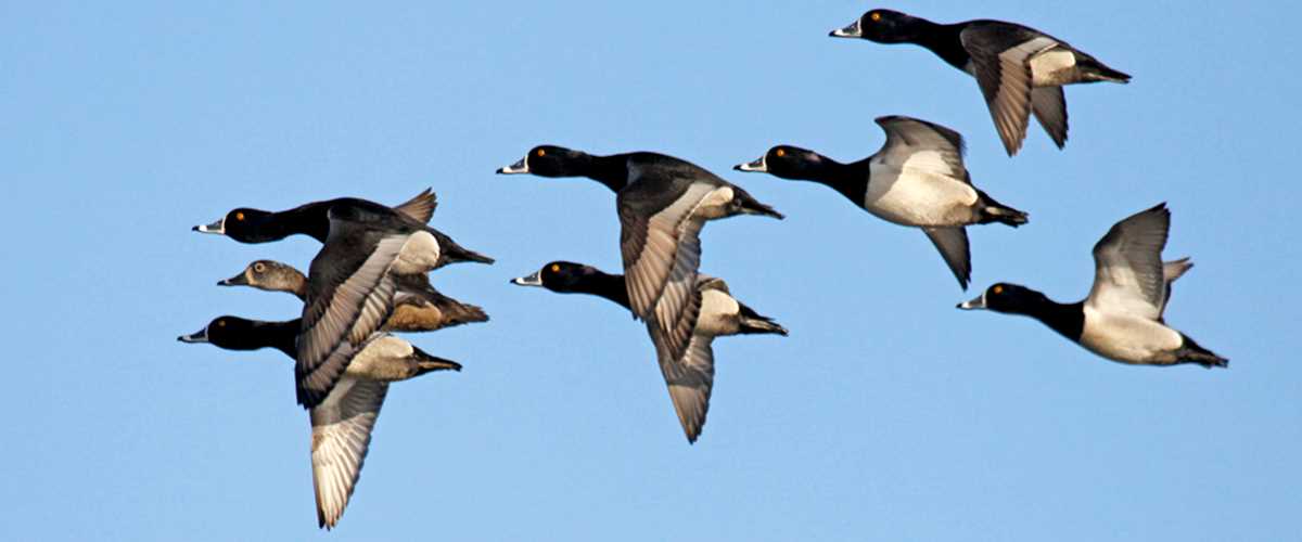 Image for Ducks Unlimited to Improve Wisconsin Public Lands