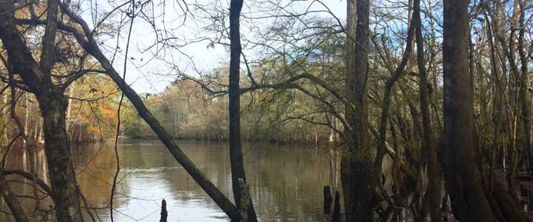 View of the Black River on the Morris Tract.