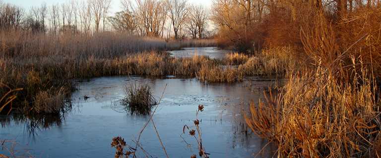 The GLRI has enabled Ducks Unlimited to conserve habitat for wildlife and people.