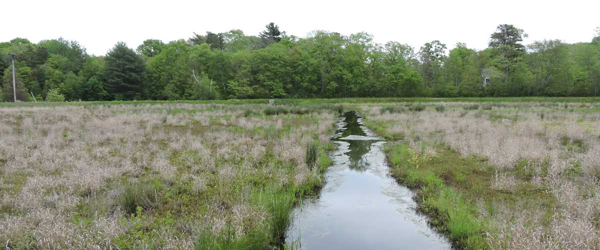 Former Massachusetts cranberry bog to be restored 