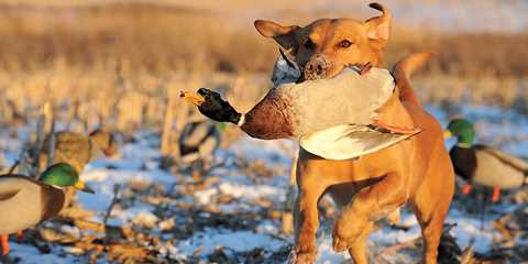 breeds of hunting dogs alphabet