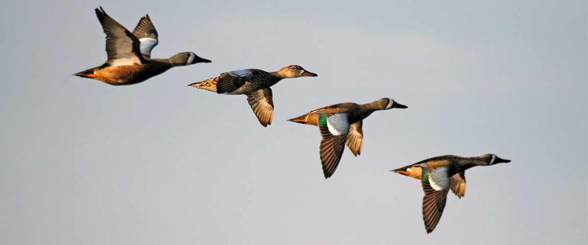 Maryland Coastal Wetlands Prepare for More Water | Ducks Unlimited