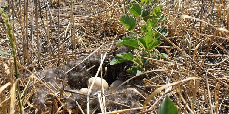 Nest in South Dakota soybean field with cover crop. 