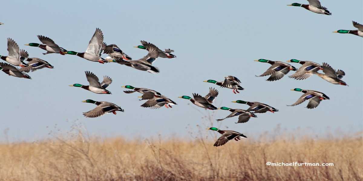 Image for Mississippi Valley Duck Hunters Association Supports Wetlands Conservation in Missouri