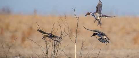 Waterfowl Hunting Tips | Ducks Unlimited