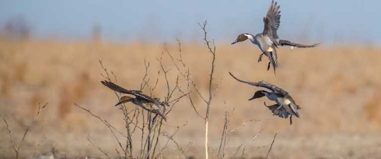 southern states waterfowl feed