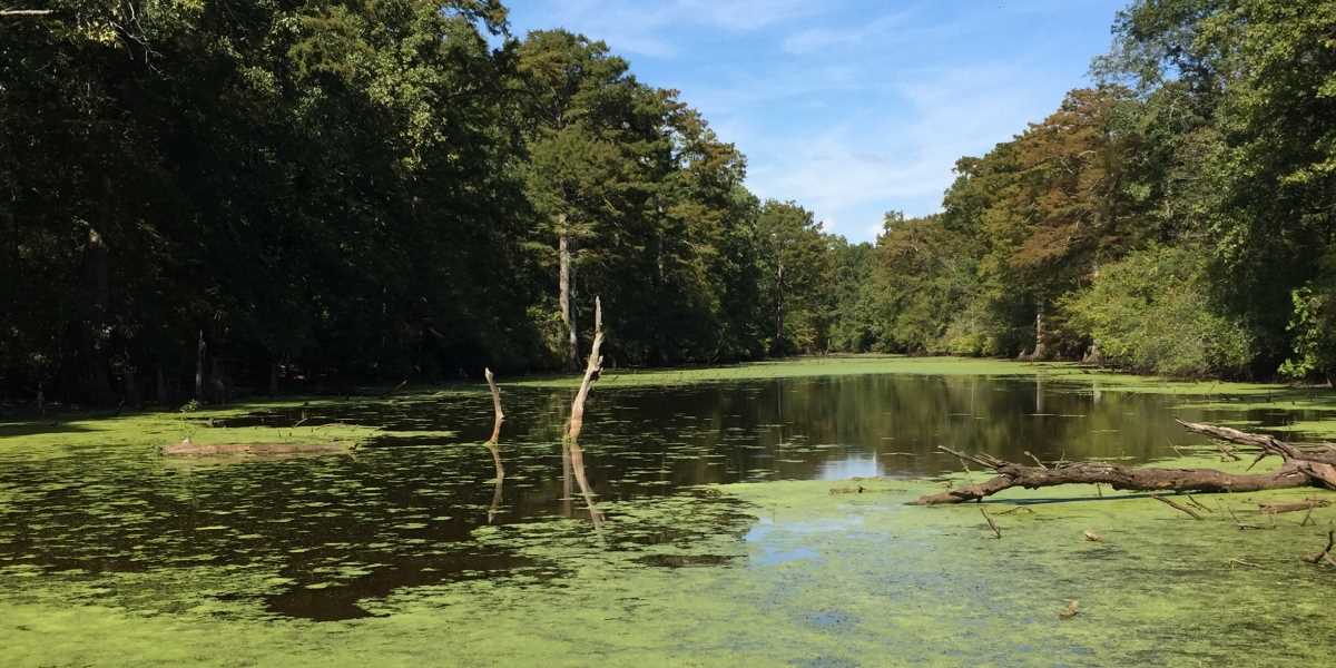 Delta National Forest Long Bayou GTR Restored