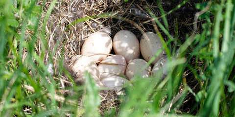 Ducks Nesting in Your Backyard